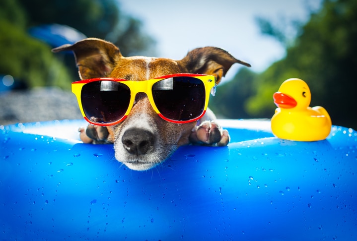 dog on blue air mattress in water refreshing